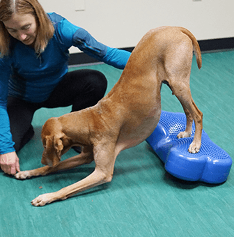 Shoulder Joint and Muscles | Animal Therapy Magazine
